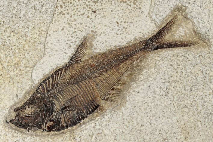 Fossil Fish (Diplomystus) - Wyoming #189271